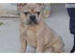Hovawart Puppy for sale in Los Angeles, CA, USA