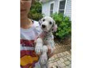 Dalmatian Puppy for sale in New Richmond, OH, USA