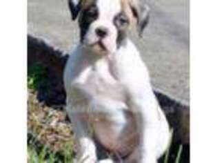 American Bulldog Puppy for sale in Goodlettsville, TN, USA