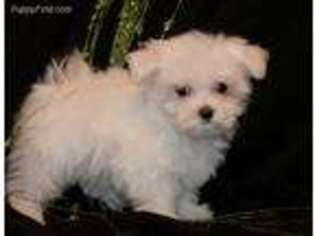 Maltese Puppy for sale in Rock Valley, IA, USA