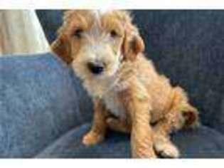 Mutt Puppy for sale in Fort Worth, TX, USA