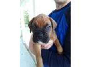 Boxer Puppy for sale in Aiken, SC, USA