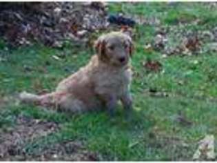 Goldendoodle Puppy for sale in ETOWAH, NC, USA