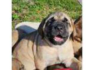 Mastiff Puppy for sale in Pinellas Park, FL, USA