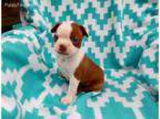 Boston Terrier Puppy for sale in Weatherford, TX, USA