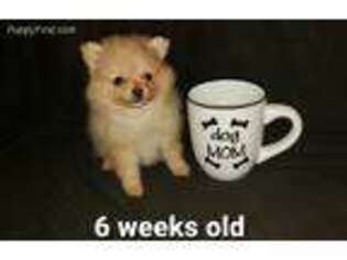 Pomeranian Puppy for sale in Stockton, CA, USA