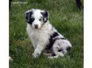 Border Collie Puppy for sale in Holton, KS, USA