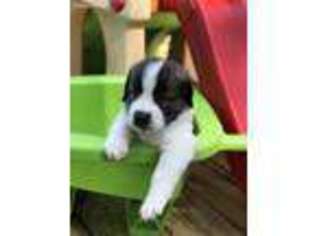 Saint Bernard Puppy for sale in Schenectady, NY, USA