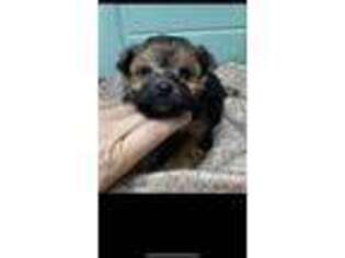 Yorkshire Terrier Puppy for sale in Vine Grove, KY, USA