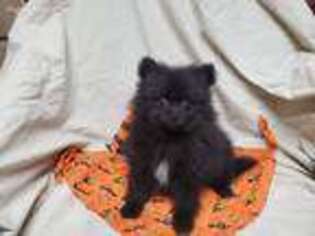 Pomeranian Puppy for sale in Vinemont, AL, USA