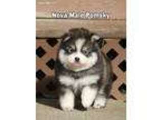 Mutt Puppy for sale in Junction City, OH, USA