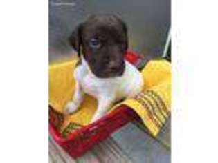 German Shorthaired Pointer Puppy for sale in Lavonia, GA, USA