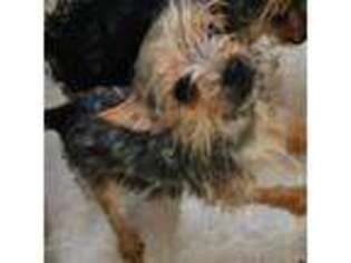 Yorkshire Terrier Puppy for sale in Hernando, FL, USA