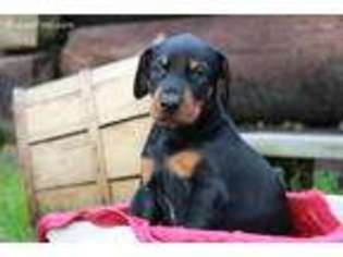 Doberman Pinscher Puppy for sale in Hyndman, PA, USA