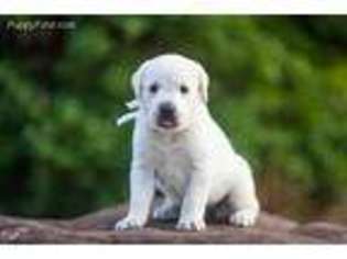 Labrador Retriever Puppy for sale in Mcloud, OK, USA