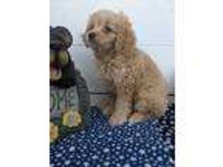 Cavapoo Puppy for sale in Spirit Lake, ID, USA