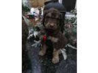 Mutt Puppy for sale in Pittsfield, IL, USA
