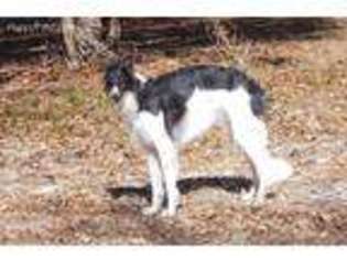 Borzoi Puppy for sale in Waldorf, MD, USA