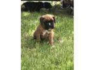 Boxer Puppy for sale in Grand Forks, ND, USA