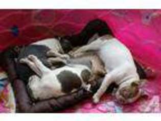Boston Terrier Puppy for sale in COTTAGE GROVE, OR, USA