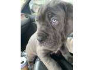 Cane Corso Puppy for sale in Plainfield, NJ, USA