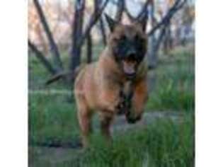 Belgian Malinois Puppy for sale in Palmdale, CA, USA