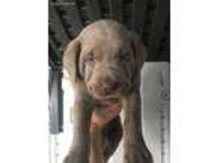 Labrador Retriever Puppy for sale in Newton, KS, USA