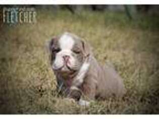 Bulldog Puppy for sale in Plummer, ID, USA
