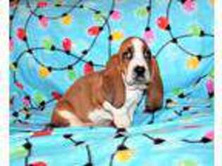 Basset Hound Puppy for sale in Morton, MS, USA