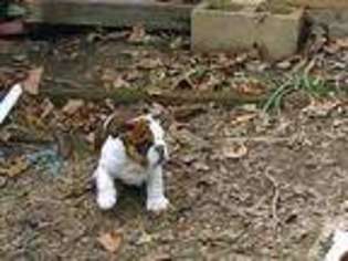 Bulldog Puppy for sale in BRANDON, MS, USA