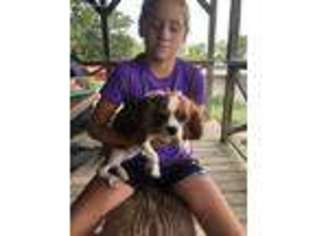 Cavalier King Charles Spaniel Puppy for sale in Stonewall, OK, USA