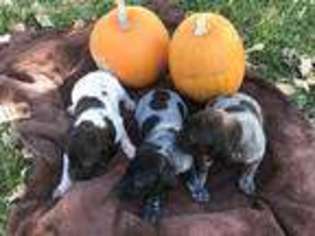German Shorthaired Pointer Puppy for sale in Greeley, CO, USA
