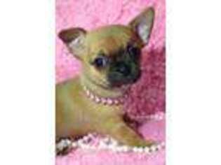 Chihuahua Puppy for sale in Shirley, MA, USA