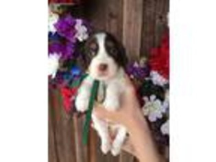 English Springer Spaniel Puppy for sale in Corinth, MS, USA