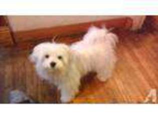 Maltese Puppy for sale in DOWNEY, CA, USA