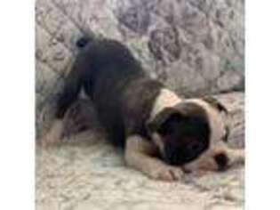 Boston Terrier Puppy for sale in Andrews, SC, USA