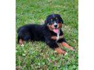 Bernese Mountain Dog Puppy for sale in Rose Hill, VA, USA