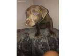 Labrador Retriever Puppy for sale in Red Oak, IA, USA