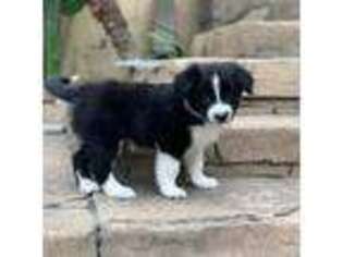 Border Collie Puppy for sale in Trabuco Canyon, CA, USA