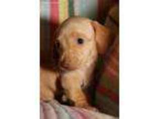 Dachshund Puppy for sale in Gadsden, AL, USA