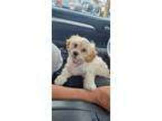 Cavachon Puppy for sale in Freeport, NY, USA