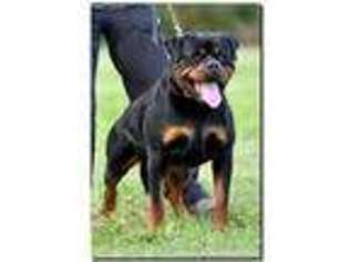 Rottweiler Puppy for sale in Murtaugh, ID, USA