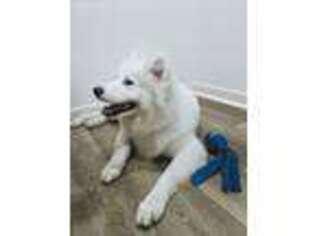 Samoyed Puppy for sale in Tustin, CA, USA