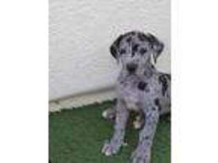 Great Dane Puppy for sale in Menifee, CA, USA