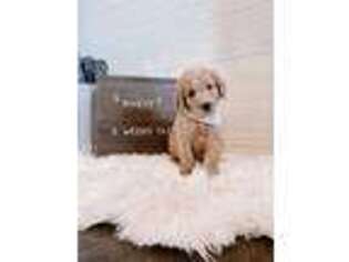 Labradoodle Puppy for sale in Seymour, MO, USA