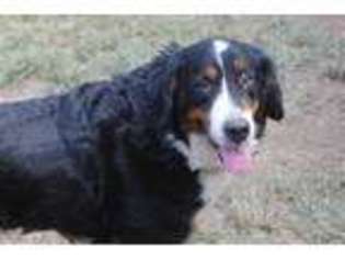 Bernese Mountain Dog Puppy for sale in Powell, TN, USA