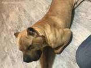 Cane Corso Puppy for sale in Pontiac, IL, USA