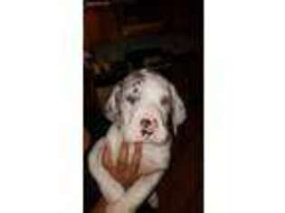 Great Dane Puppy for sale in Owensville, MO, USA