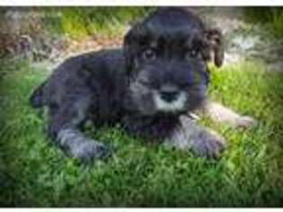 Mutt Puppy for sale in West Alexandria, OH, USA