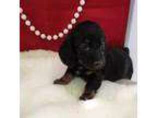 Dachshund Puppy for sale in Mars Hill, NC, USA